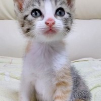 子猫時代、あどけない表情がキュートなあめちゃん（画像提供：しまみけさん）