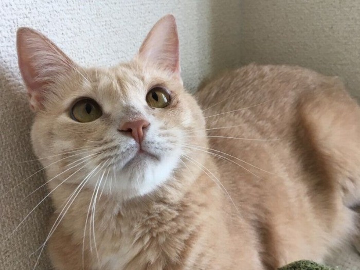 甘えん坊なジェームス