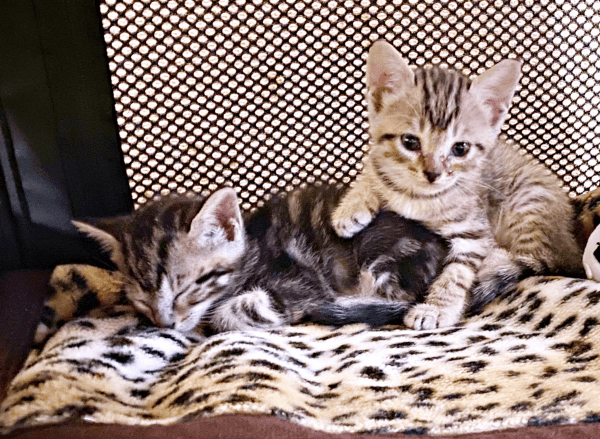 きょうだいで寄り添って過ごす（左から）シンバくん、ナラちゃん（画像提供：シンバとナラさん）