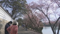 福成寺で寒桜が見頃
