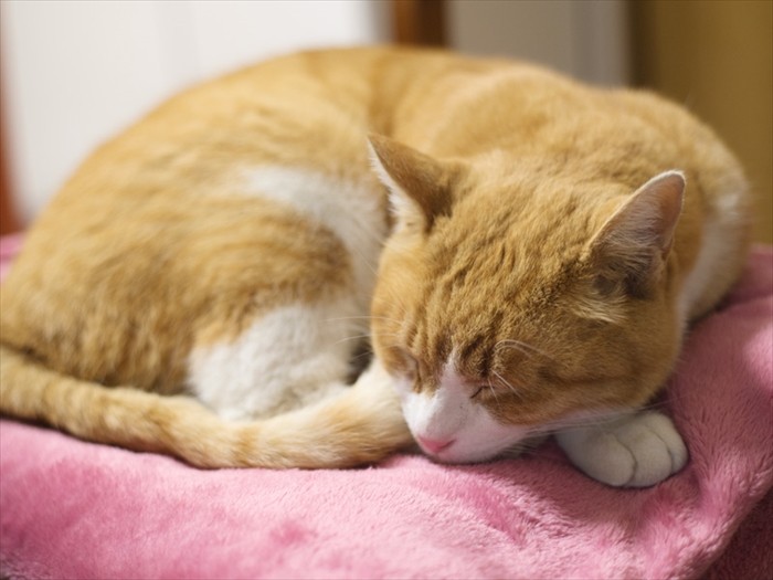 「僕はおじちゃんと同じで環境の変化に弱いんだ」（小林写函撮影）