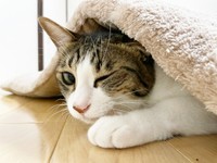 のんびりくつろぐテトくん（画像提供：たちつてとさん）