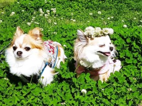 ２０１８仲良しで賞　チワワの「コタロウ」と「未来」