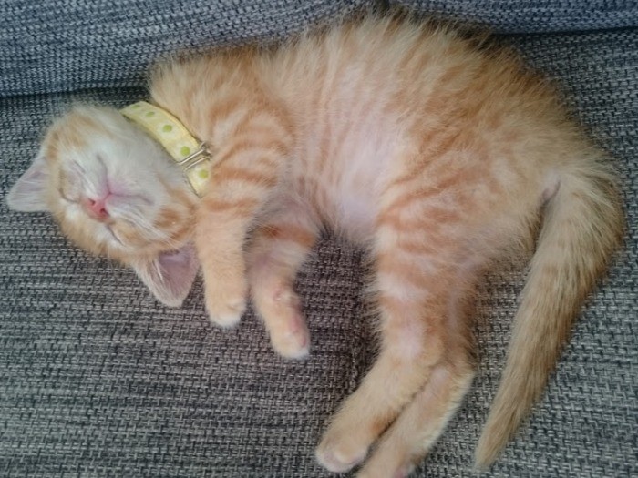 お家の中でお昼寝するのって気持ちいいね