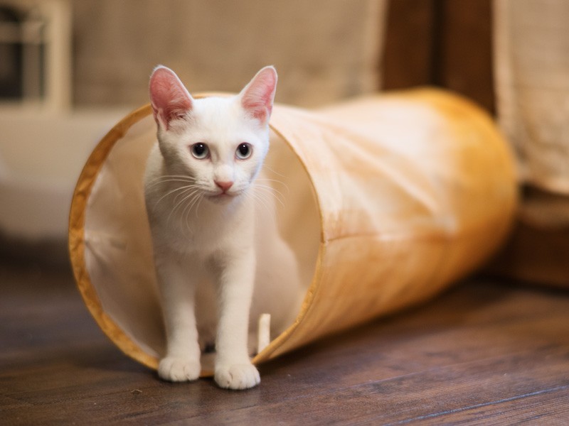 「おじさんも子供の頃は空き地の土管に入って遊んだんだね」（小林写函撮影）
