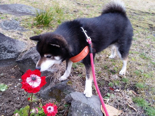きりっとしてるけど、キュートな柴犬、凛子