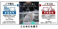 「ノネコ」「ノラネコ」の曖昧な違い。鳥獣保護管理法の判断では「ノネコを殺す場合は苦痛など配慮は一切しなくていい」とも　Ⓒ2018 doubutukikin All rights reserved.