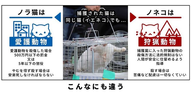 「ノネコ」「ノラネコ」の曖昧な違い。鳥獣保護管理法の判断では「ノネコを殺す場合は苦痛など配慮は一切しなくていい」とも　Ⓒ2018 doubutukikin All rights reserved.