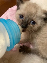 子猫時代、ミルクを飲むおこげちゃん（画像提供：コハちゃん）