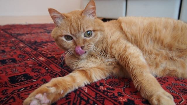 どんな顔も可愛い梅ちゃん