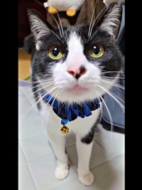 飼い主さんだと気づいた様子。いつもの様子に戻ったウシくん（画像提供：ヤギ ウシさん）