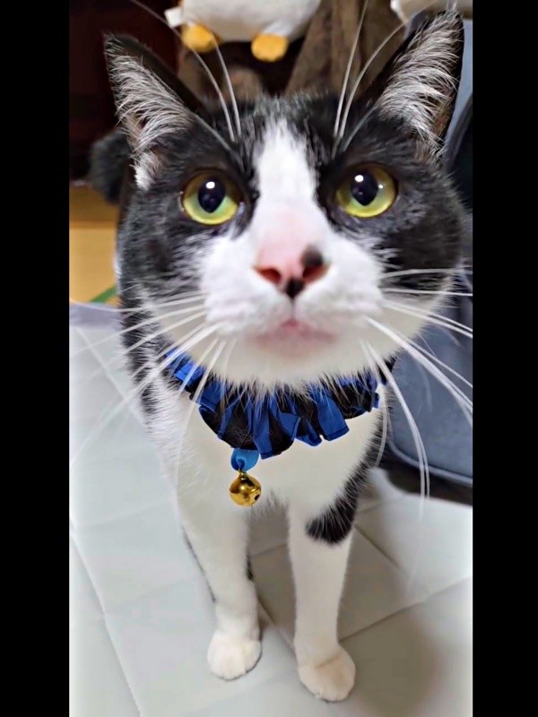 飼い主さんだと気づいた様子。いつもの様子に戻ったウシくん（画像提供：ヤギ ウシさん）