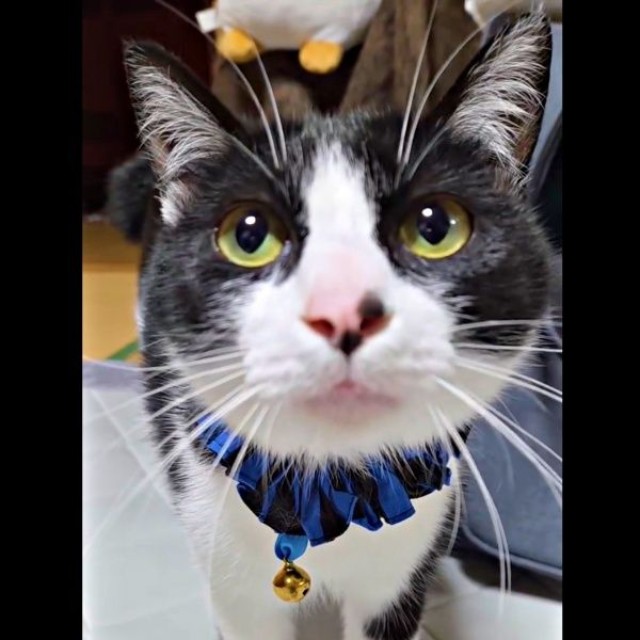 飼い主さんだと気づいた様子。いつもの様子に戻ったウシくん（画像提供：ヤギ ウシさん）