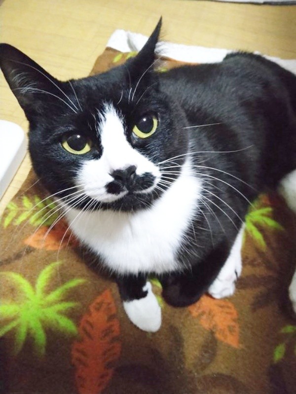 優しげな表情が素敵なまめちゃん（画像提供：まめさん）