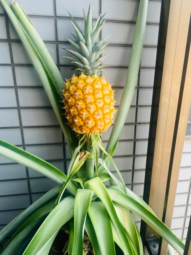 美味しそう～!（画像提供：Mayaさん）