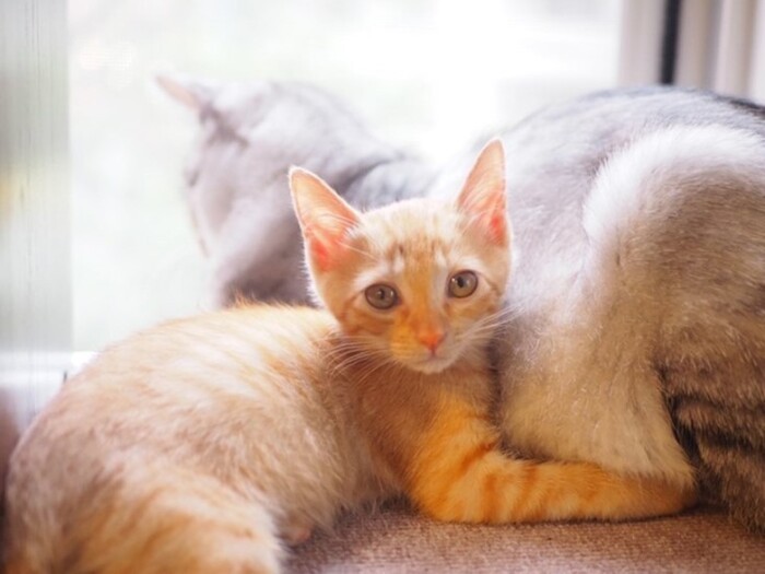 家に来たころの「姫」