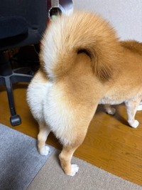 尻尾がくるん！ となったろんくん（画像提供：柴犬 ろんさん）