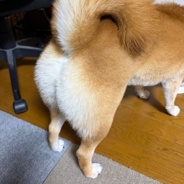 尻尾がくるん！ となったろんくん（画像提供：柴犬 ろんさん）