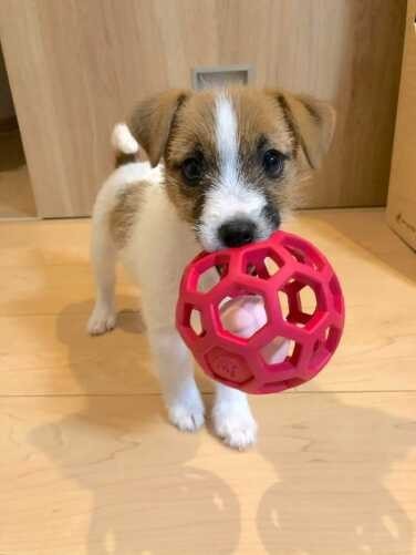 家にきたころの「あん」