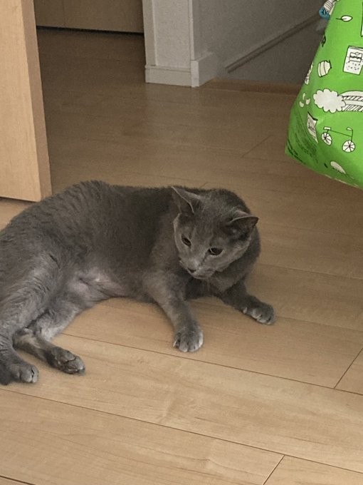 床で寝そべりながら、頑張って生きてくれた