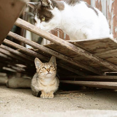 見つかりませんように（写真協力・tabinekograferさん／白夜書房提供）