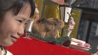 ひな壇に並んだかわいいモルモット　動物園でひなまつりイベント　岡山