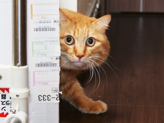 お客さんが苦手なまさはるのために2階に段ボールの隠れ処が用意されている。