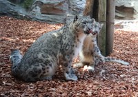 同じ方向を見つめるアサヒ・ヒカリ親子（大森山動物園提供）