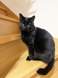 凛々しい佇まいがかっこいいてんてんくん（画像提供：ハミィさん）