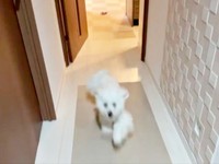 全力でダッシュ！ 飼い主さんのもとへ駆け寄るきなりくん（画像提供：きなりさん）