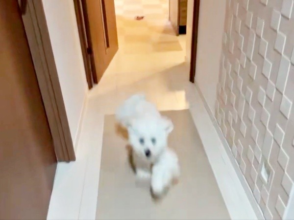 全力でダッシュ！ 飼い主さんのもとへ駆け寄るきなりくん（画像提供：きなりさん）