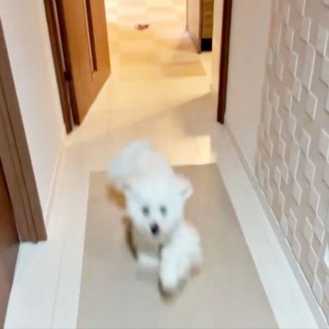 全力でダッシュ！ 飼い主さんのもとへ駆け寄るきなりくん（画像提供：きなりさん）