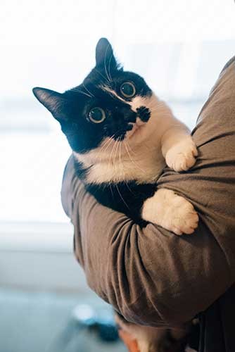 ２匹目に迎えたアララちゃん。唯一の黒白バイカラー。他4匹はみんなキジトラ