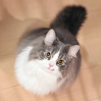 飼い主さんを見つめる瞳が愛らしいたおくん（画像提供：たおとるねさん）