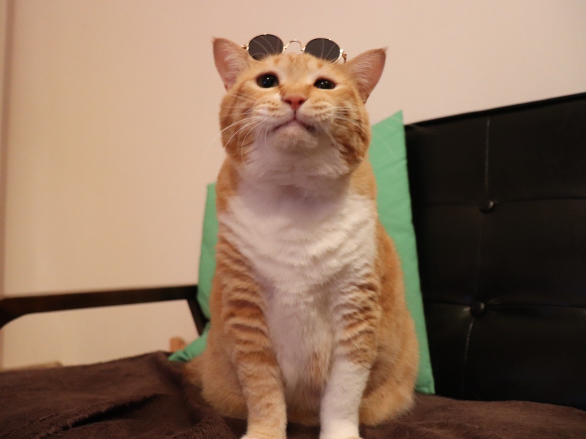 愛猫 愛犬がｊａｌのカレンダーに載るかも 写真募集中 犬 猫との幸せな暮らしのためのペット情報サイト Sippo