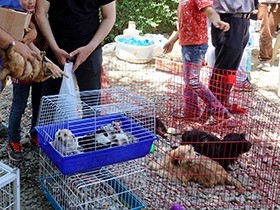 イランの「闇市」で小型犬販売　イスラム教では「不浄」と反発も