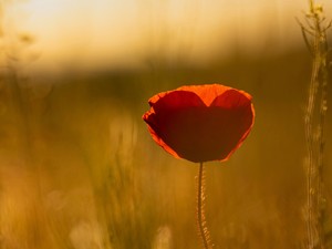 一目惚れに救われた私。あの日出会った彼は私のパートナーになった