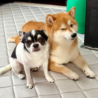 ぴったり寄り添う（左から）いくらちゃん、あずきちゃん（画像提供：林さん）