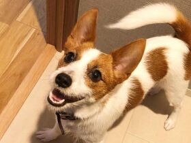 ねーねー、遊んでよ！　家族みんなで一緒にいるのが一番幸せなミックス犬「Will」