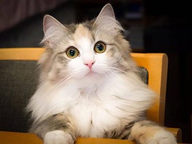 テーブルでお行儀よく、いい子座り！　ノルウェージャン「ルナ」