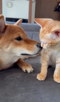 とっても仲良しなふたりです（画像提供：@chamaru0617さん、Instagramよりキャプチャ撮影）