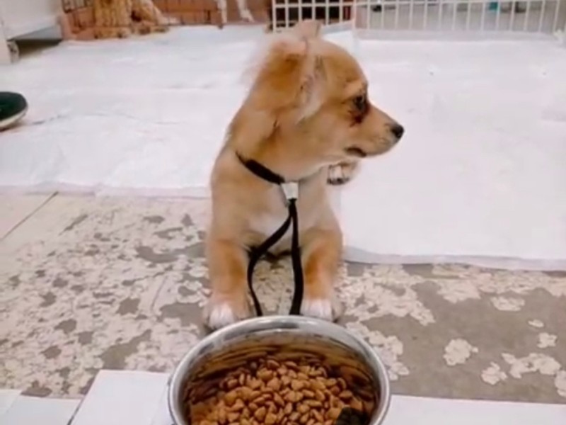 「フセ？ マテ？ やる意味がわかりませーん」。頑固なゾーイくん（UG提供）