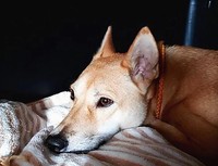 リラックスしているときのムクロ