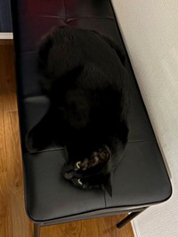 黒い椅子と思ったら…あずきちゃんの瞳がキラリ！（画像提供：あずきさん）