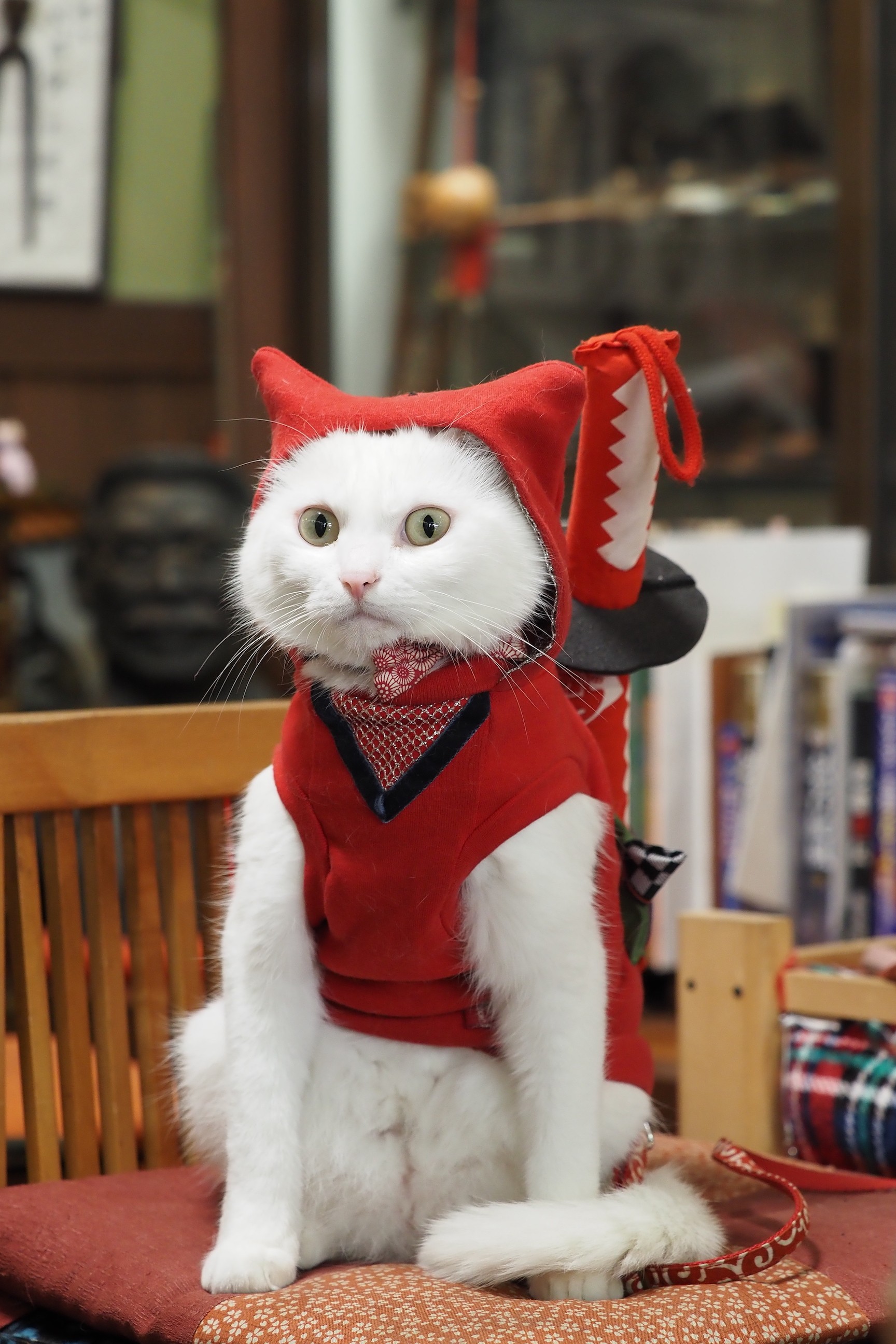 忍者に変身する“くノ一猫” 伊賀流忍者発祥の地で活躍中｜まいどなニュース