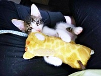 生後1カ月半、ぬいぐるみで遊ぶくうちゃん（画像提供：Ｙさん）