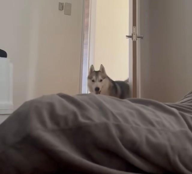 獲物を狙うように朝雑に起こしにくるハクくん（提供：ハスキーの珀くんさん）