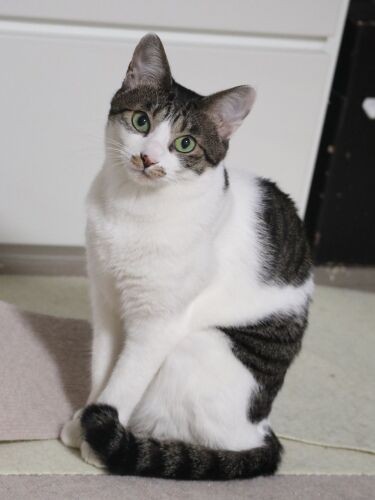 キメ顔のすずちゃん。「ゆずお姉ちゃんより小柄だけど、私も大きくなったよ」（石川さん提供）