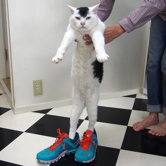 時々マラソンもする？　わけねーよ（提供写真）