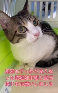 猫風邪などを患っていたが、今は元気に！(保護ボランティア「コア」さん提供、Instagramよりキャプチャ撮影)